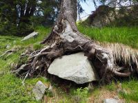 majestätische Baumwurzel