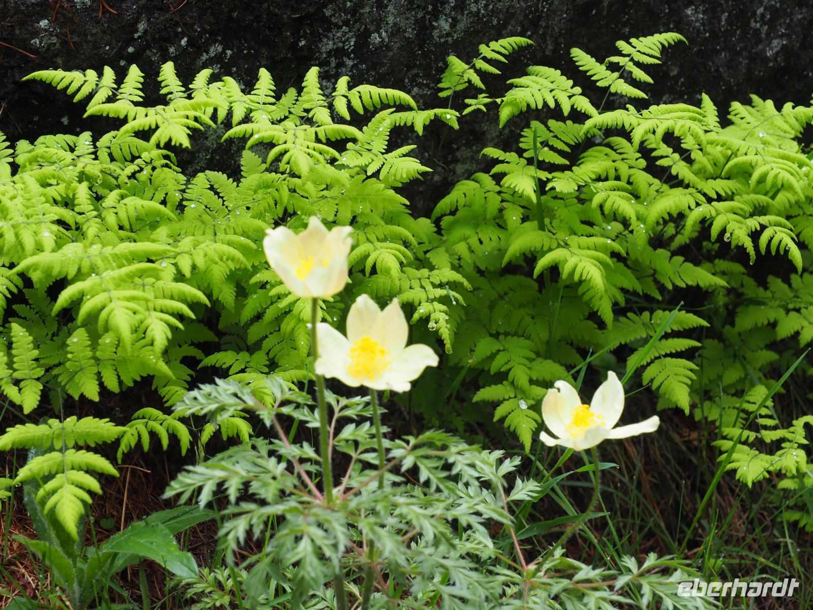 es blüht so viel in dieser Jahreszeit