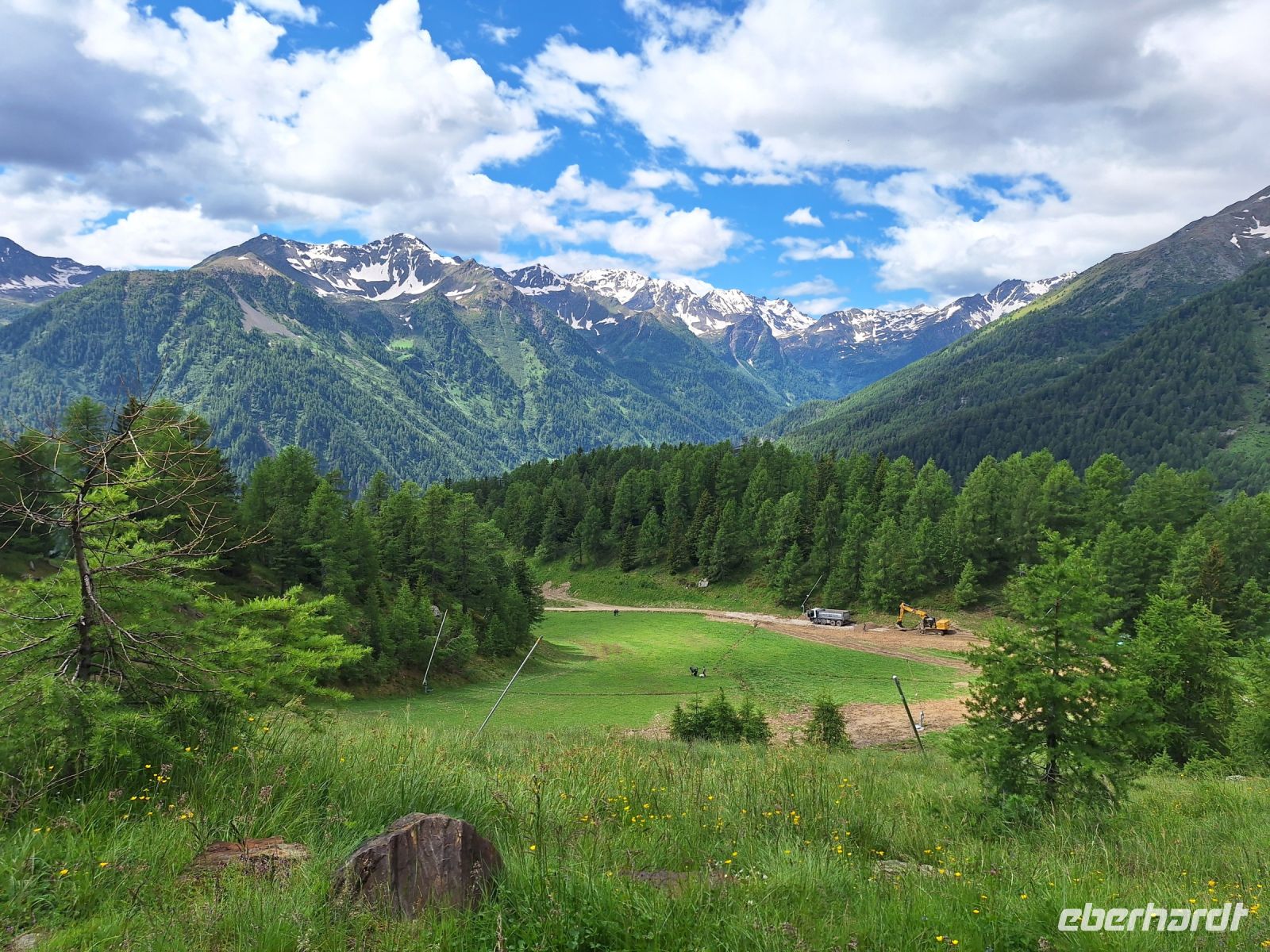 blühende Juni-Wiesen