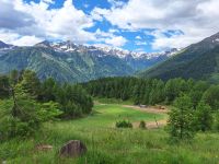 blühende Juni-Wiesen