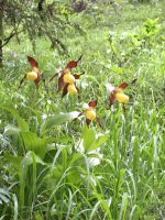 damit keiner die überwältigende Flora so schnell vergisst