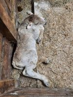 Montferthof - gerade geborenes Kälbchen