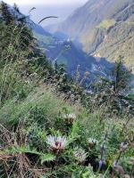 Silberdistel - Katharinberg - Schnalstal