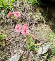 Weg zum Eishof - Pfossental - Bergwurz