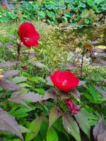 Gärten von Schloss Trauttmansdorff