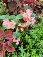 Gärten von Schloss Trauttmansdorff