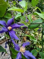 Gärten von Schloss Trauttmansdorff