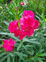 Gärten von Schloss Trauttmansdorff