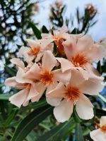 Gärten von Schloss Trauttmansdorff