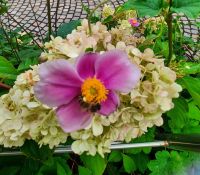 Gärten von Schloss Trauttmansdorff