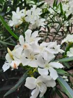 Gärten von Schloss Trauttmansdorff