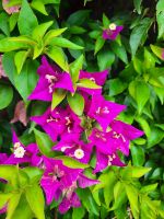 Gärten von Schloss Trauttmansdorff