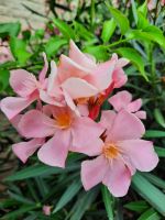 Gärten von Schloss Trauttmansdorff