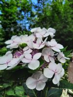 Gärten von Schloss Trauttmansdorff