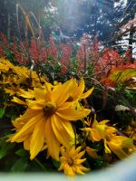 Gärten von Schloss Trauttmansdorff