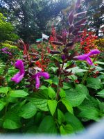 Gärten von Schloss Trauttmansdorff