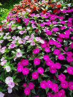 Gärten von Schloss Trauttmansdorff