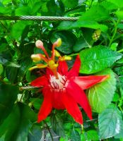 Gärten von Schloss Trauttmansdorff