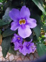 Gärten von Schloss Trauttmansdorff