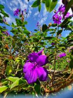 Gärten von Schloss Trauttmansdorff