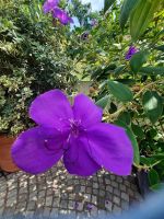 Gärten von Schloss Trauttmansdorff