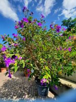 Gärten von Schloss Trauttmansdorff