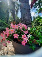 Gärten von Schloss Trauttmansdorff