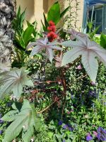 Gärten von Schloss Trauttmansdorff