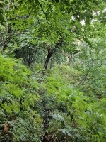 mitten durch die Natur