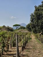 weiter geht es nach Pompeji