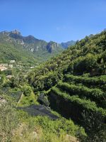 durch die Zitronenhaine