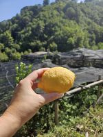waschechte Amalfizitronen zur Stärkung auf dem Weg