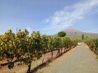 Weinprobe am Fuße des Vesuvs