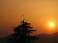 Kuckuck im Sonnenuntergang