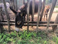 Ölmühle Frantoio Mafrika mit tierischen Gästen