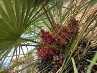 Nicotera Dattelpalme