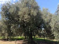 Olivenölmühle Frantoio Mafrica