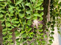 Gerace. Kapernblüte