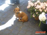 Blumenhändler's Hund