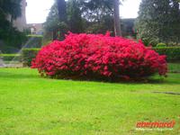 In den Vatikanischen Gärten