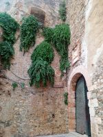 Kapern an der Burgmauer 