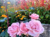 Orto botanico in Mongiana 