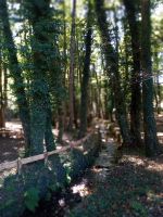 Auf dem Weg zum Wunschbrunnen 