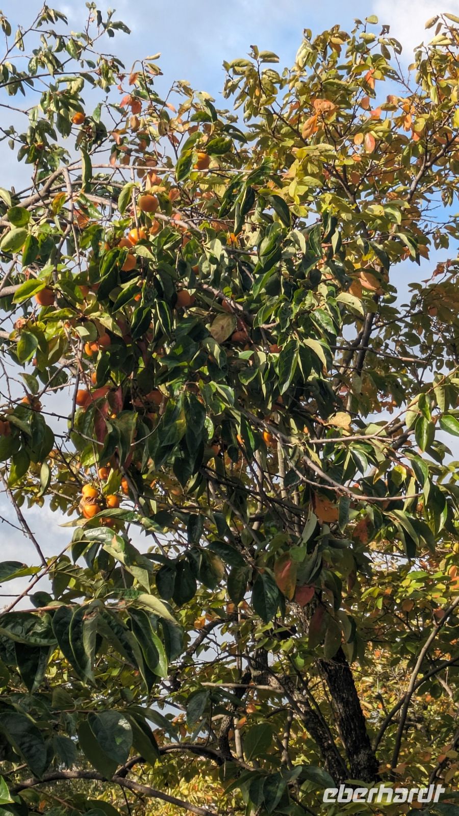 Khaki Früchte direkt vom Baum