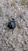 6 Schwarzblauer Ölkäfer.jpg