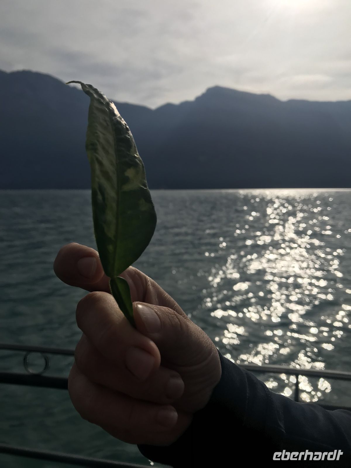 Wanderreise am Gardasee 13.10.24 Zitrus- Früchte mit dieser Blattanordnung - sind bitter!