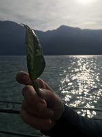 Wanderreise am Gardasee 13.10.24 Zitrus- Früchte mit dieser Blattanordnung - sind bitter!