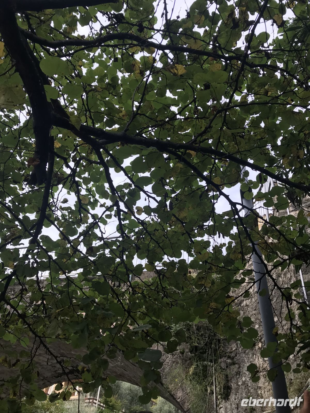 Wanderreise am Gardasee 13.10.24 Judasbaum