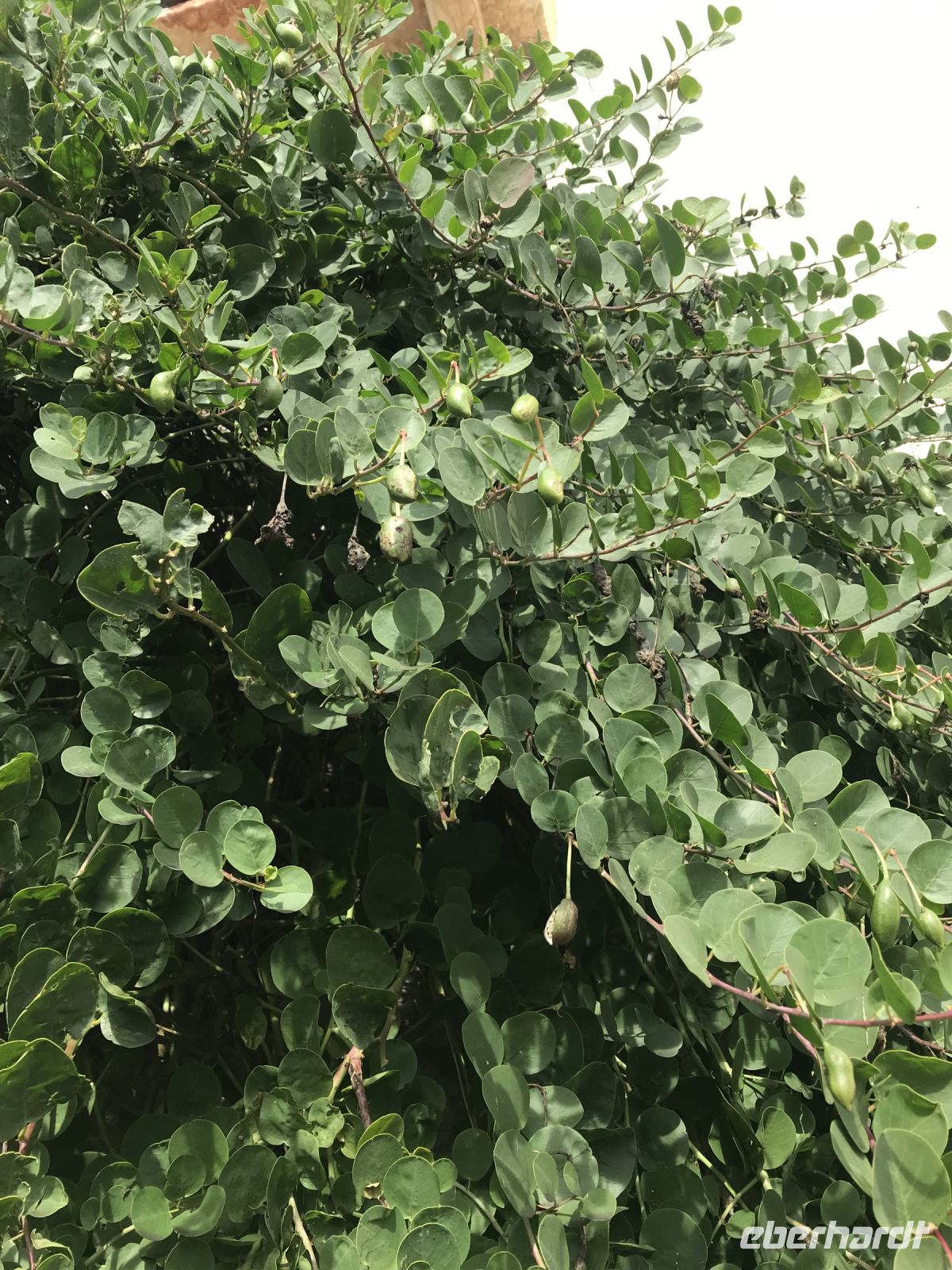 Wanderreise am Gardasee 13.10.24 Kaparnbaum