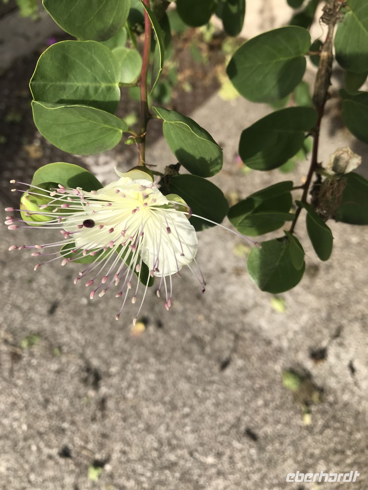 Wanderreise am Gardasee 13.10.24 Kaparnbaumblüte